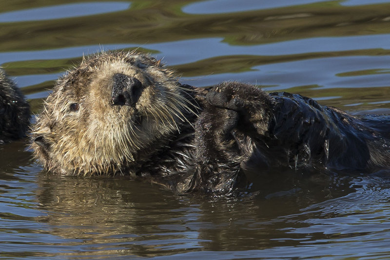 12/28/2014  Sea otter