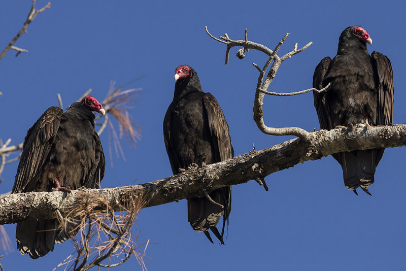 1/22/2015  Turkey vultures sitting on a branch