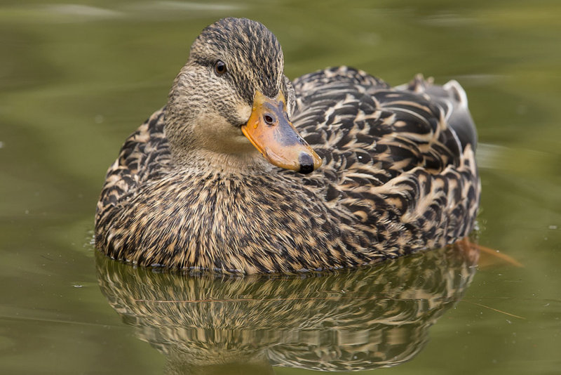 1/27/2015  Female Mallard duck