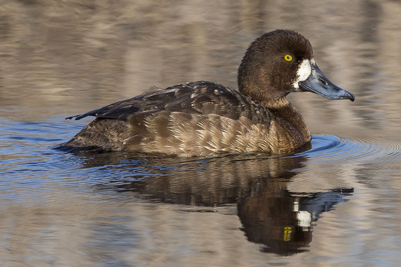 1/28/2015  Greater Scaup