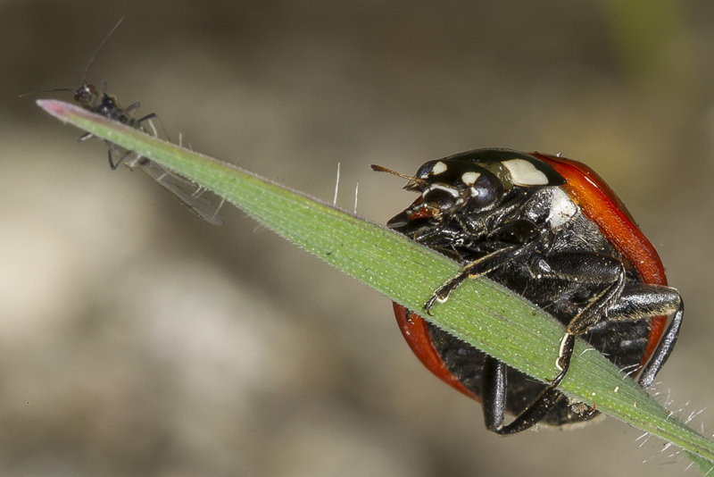 2/4/2015  Ladybug stalking a winged aphid