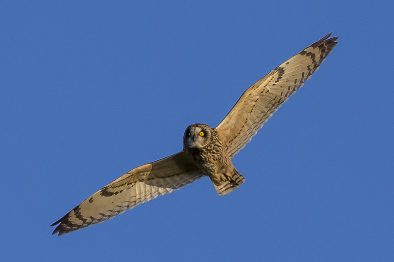 2/7/2015  Short-eared Owl