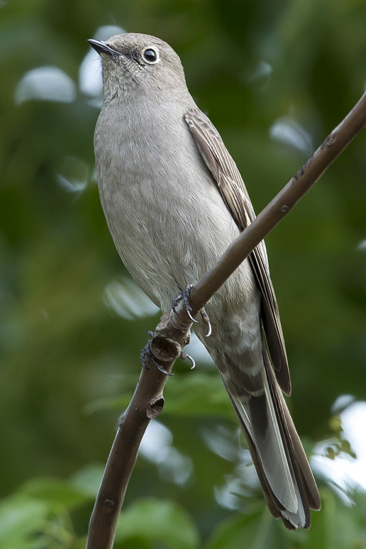2/11/2015   Townsend's Solitaire 