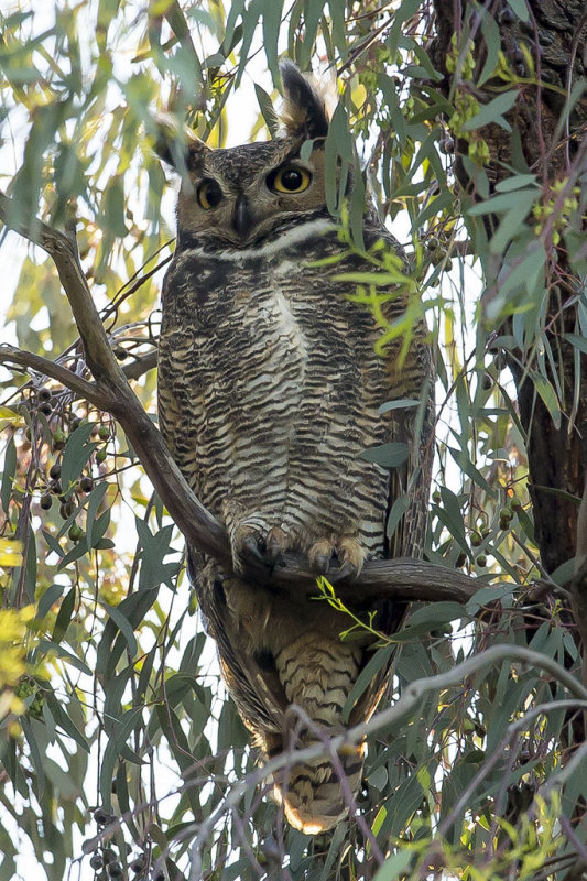 2/21/2015  Great Horned Owl