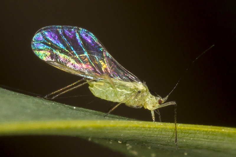 2/24/2015  Winged aphid