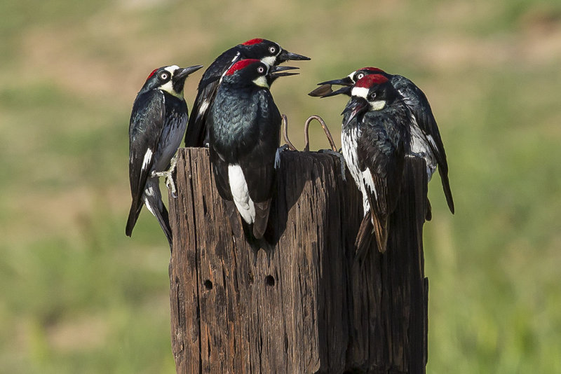 2/25/2015  Five woodpeckers having a meeting