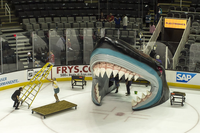 3/14/2015  Shark head after the game