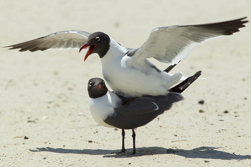 How Laughing Gulls have sex