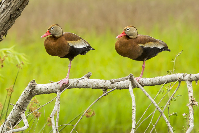 Tree ducks