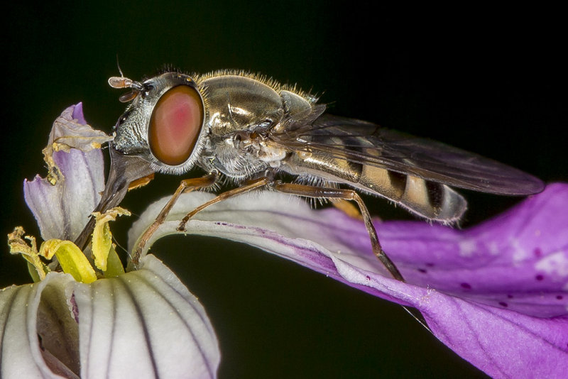 3/26/2015  Hoverfly on Wild Radish (Raphanus raphanistrum)