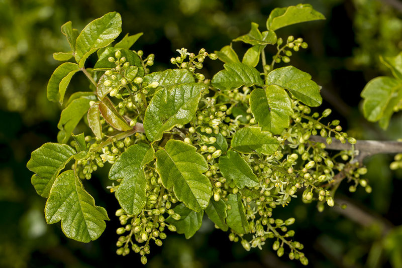 4/2/2015  Toxicodendron diversilobum (Poison Oak) leaves and flowers