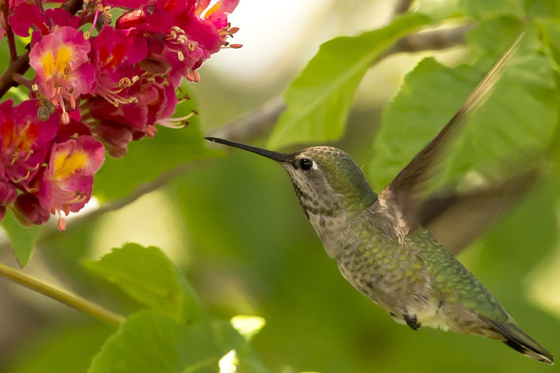 4/20/2015  Hummingbird and Aesculus  carnea (red horse-chestnut)