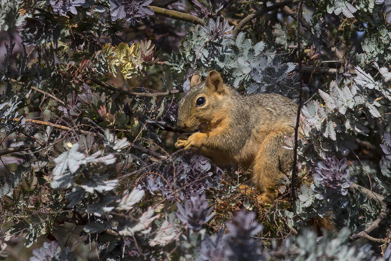 4/23/2015  Squirrel in Acacia baileyana 'Purpurea'
