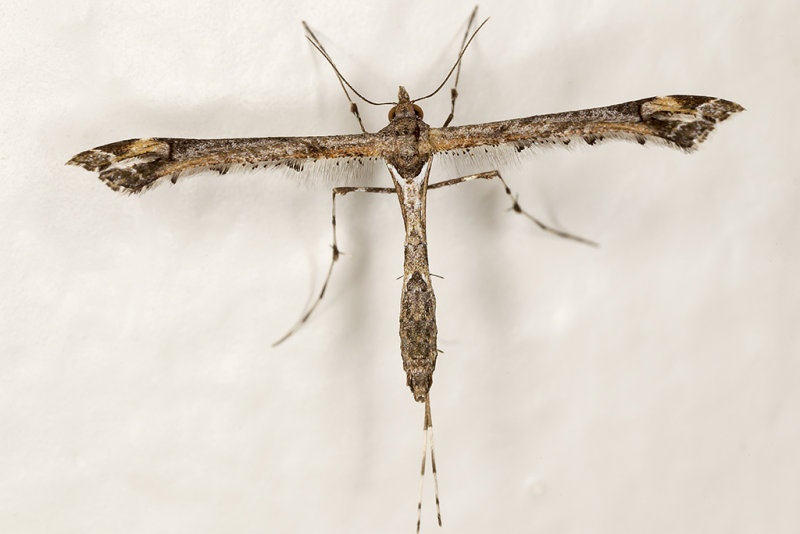 4/25/2015  Artichoke Plume Moth (Platyptilia carduidactyla)?