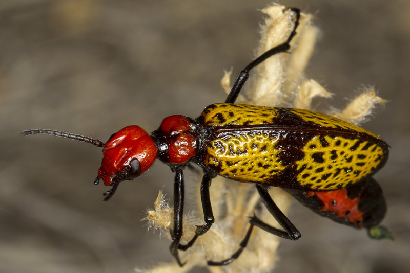 5/6/2015  Iron Cross Blister Beetle (Tegrodera aloga)