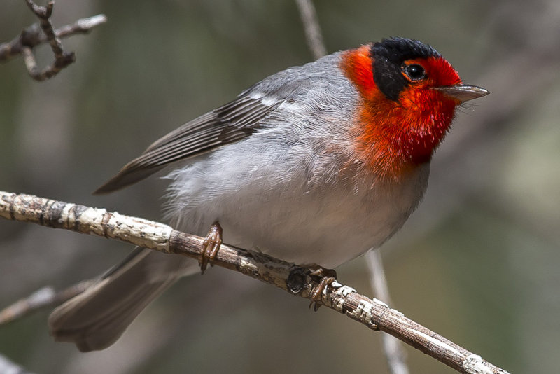 5/8/2015  Red-faced Warbler
