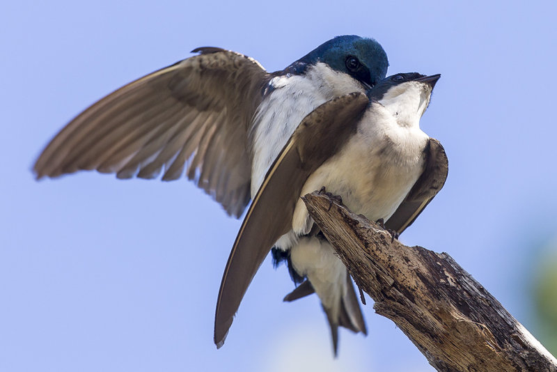 5/30/2015  Mating Tree Swallows