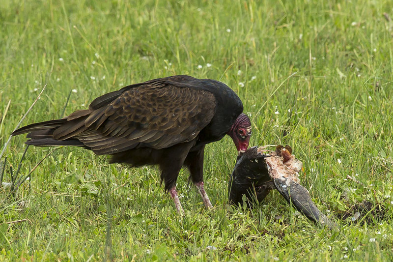 6/10/2015  Turkey Vulture with fish