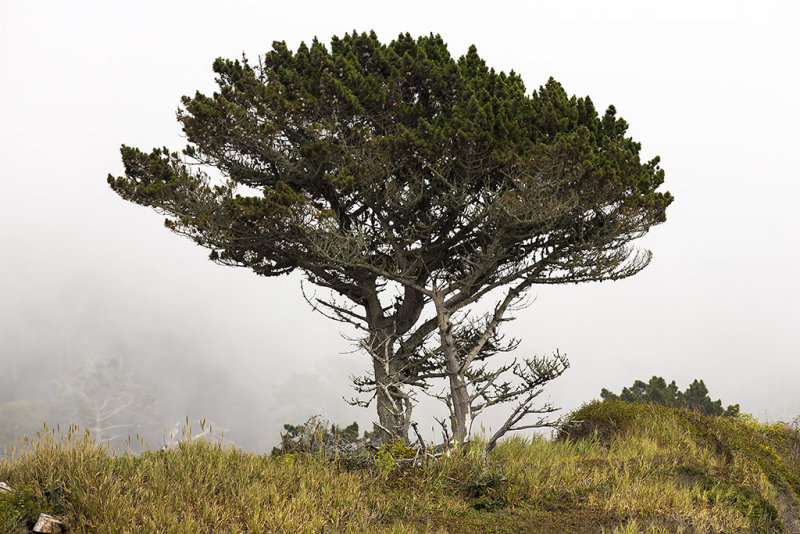 7/3/2015  Pine trees, possibly Bishop Pine (Pinus muricata)?