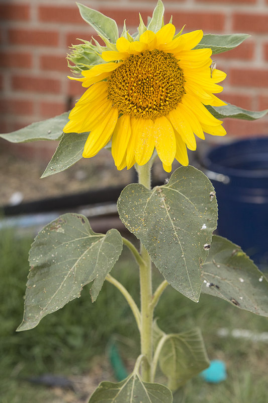 7/15/2015  Sunflower