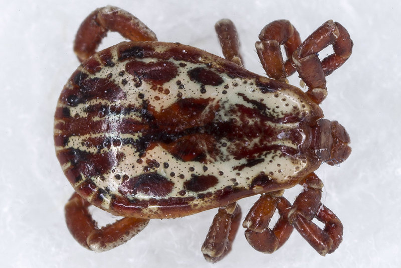 7/19/2015  American male Dog Tick from Coyote Hills Regional Park at 3x lifesize