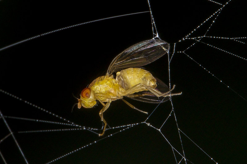 8/21/2015  Fly caught in a spider web