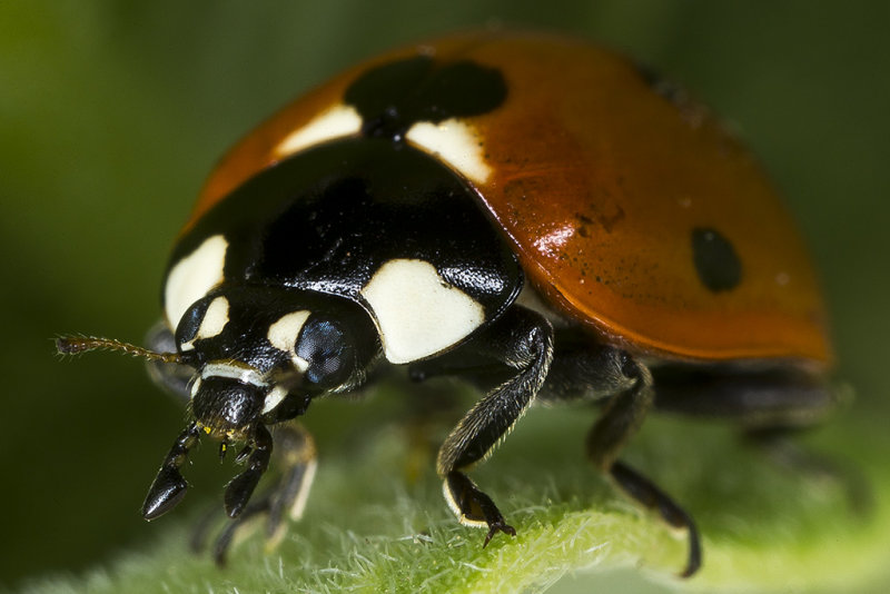 10/7/2015  Nine-spotted Lady Beetle (Coccinella novemnotata) on Milkweed