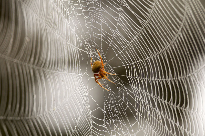 10/10/2015  Spider and web