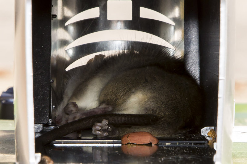 Dead rat #2 in Rat Zapper