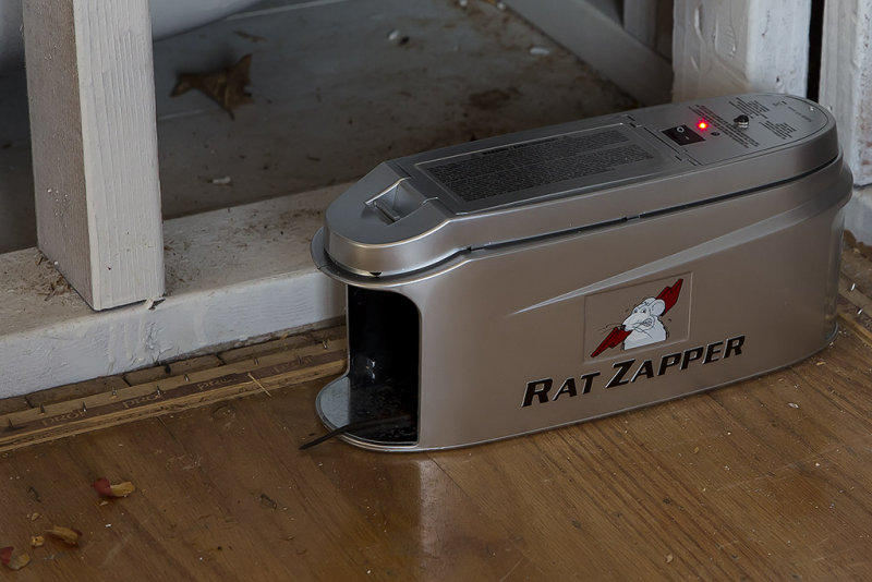 Dead rat #3 in Rat Zapper