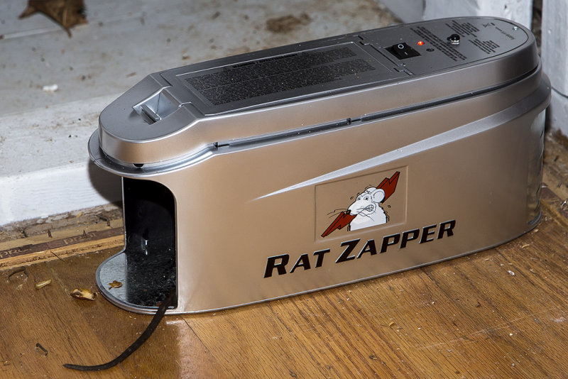 Dead rat #4 in Rat Zapper