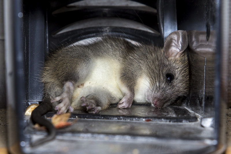 Dead rat #6 in Rat Zapper