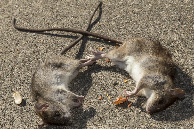 Two rats in one day.  #4 and #5
