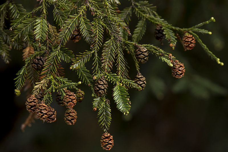 11/9/2015  Sequoia sempervirens (Coast Redwood)