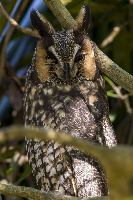 11/13/2015  Long-eared owl in Golden Gate Park