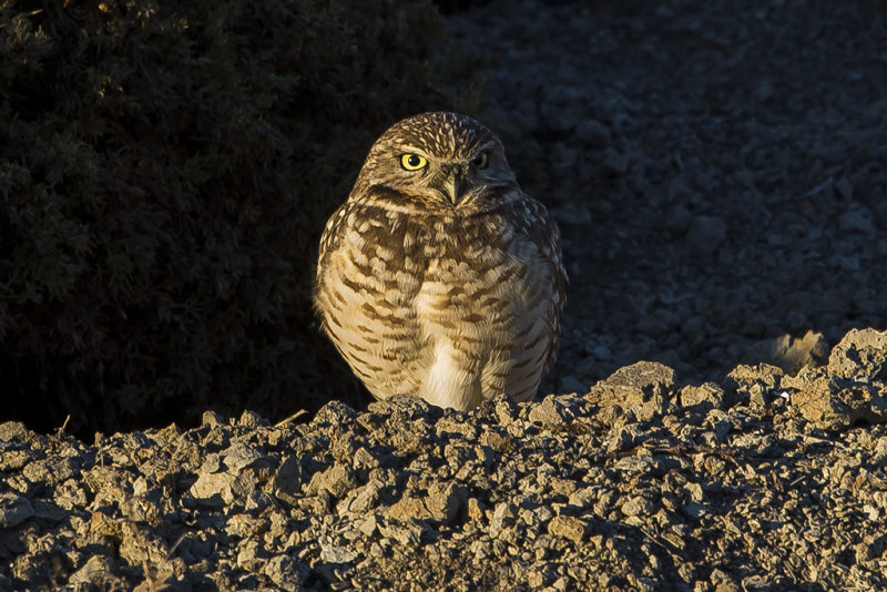 11/19/2015  Burrowing Owl