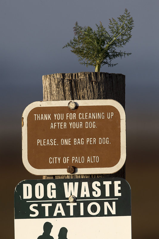 11/22/2015  Dog Waste Station