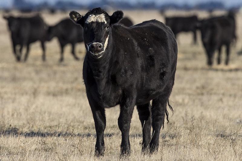 11/29/2015  Cattle (Bos taurus)