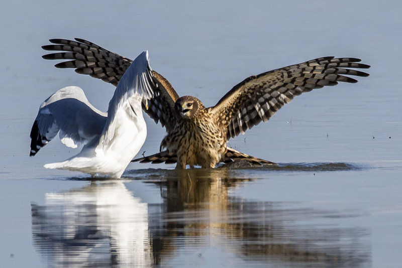 12/4/2015  Gull and Marsh Hawk argue over a dead coot