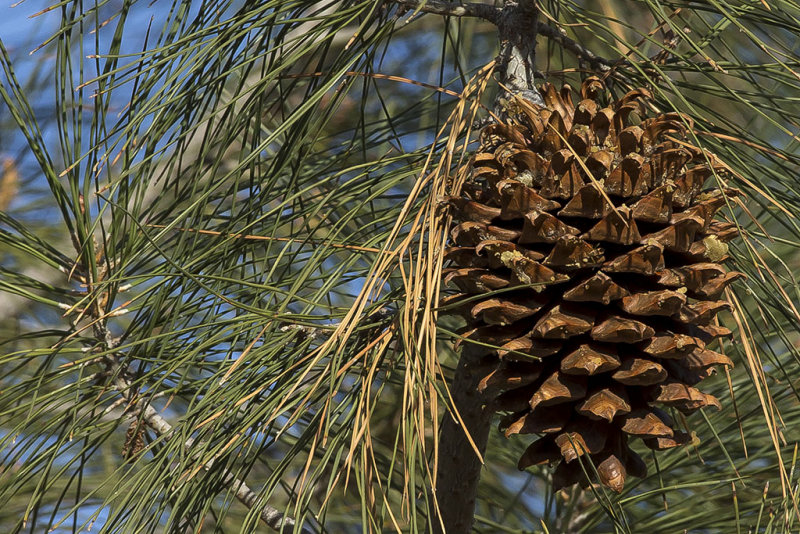 12/6/2015  Pinus sabiniana (Gray Pine)
