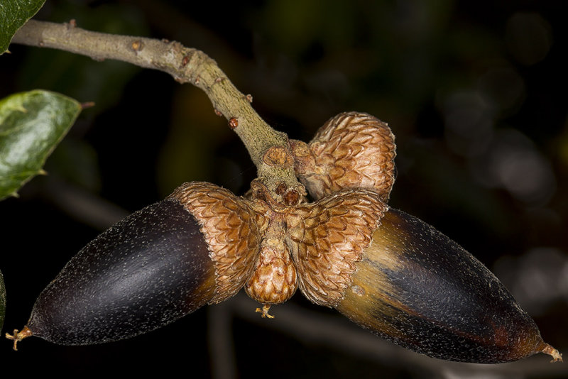 12/9/2015  Quercus agrifolia (Coast Live Oak) acorns