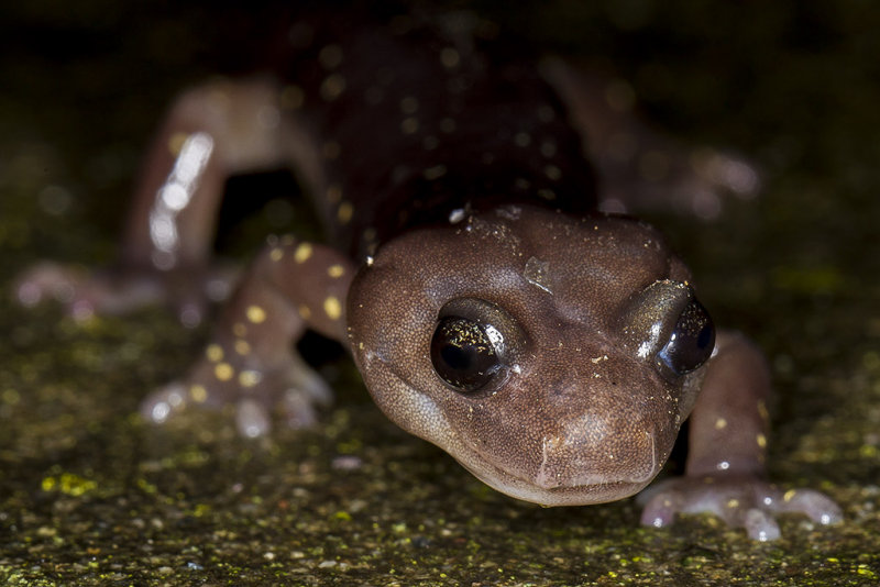 12/10/2015  Arboreal salamander (Aneides lugubris)
