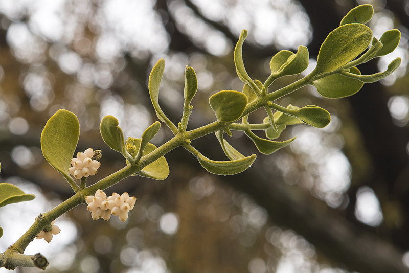 1/28/2016  Pacific Mistletoe, Oak Mistletoe (Phoradendron villosum) on Blue Oak (Quercus douglasii)