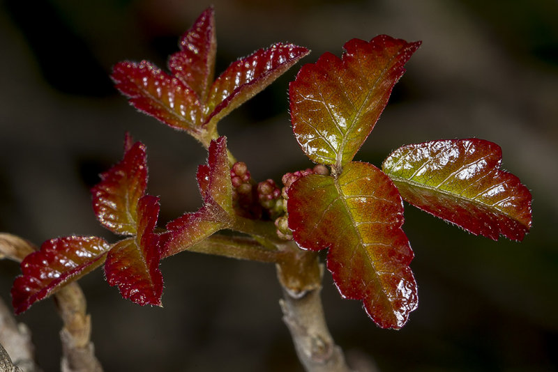 1/31/2016  Emerging new leaves of Toxicodendron diversilobum (Poison Oak)