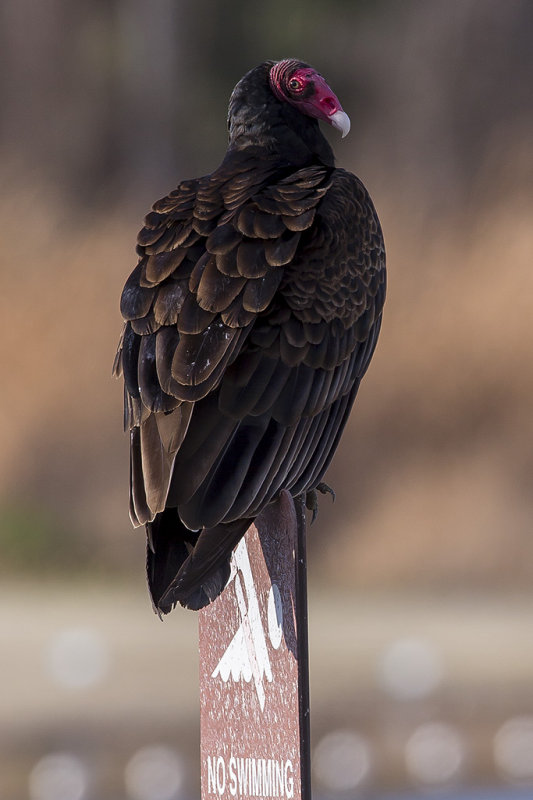 2/1/2016  Turkey Vulture
