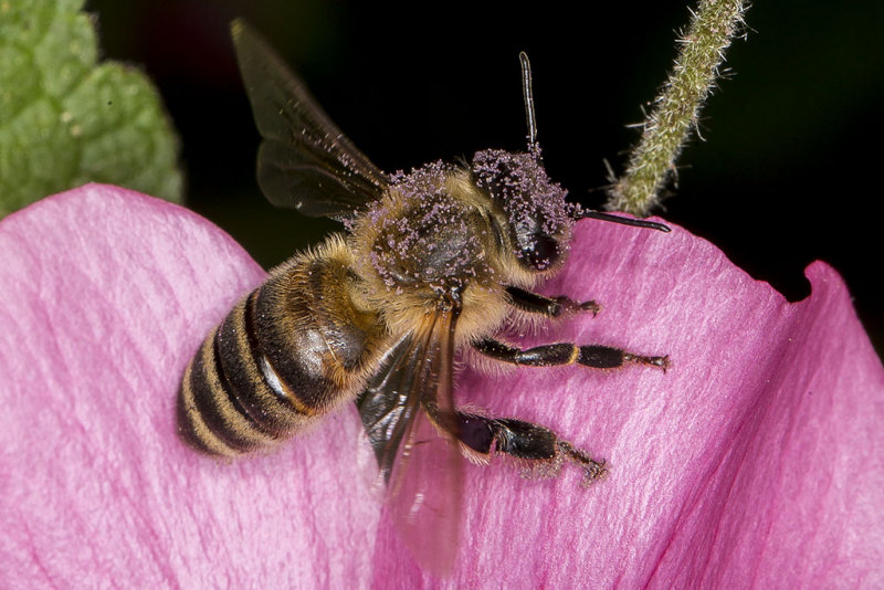 3/2/2016  Bee covered with pollen