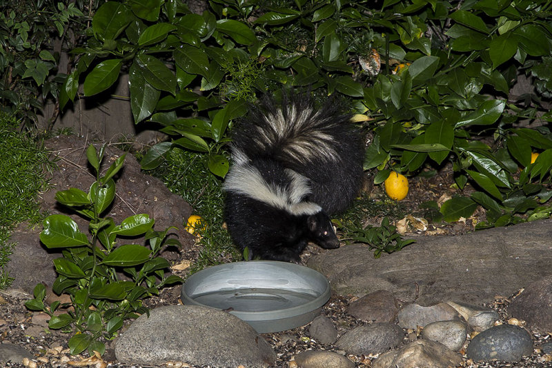 4/24/2016  Skunk in the backyard