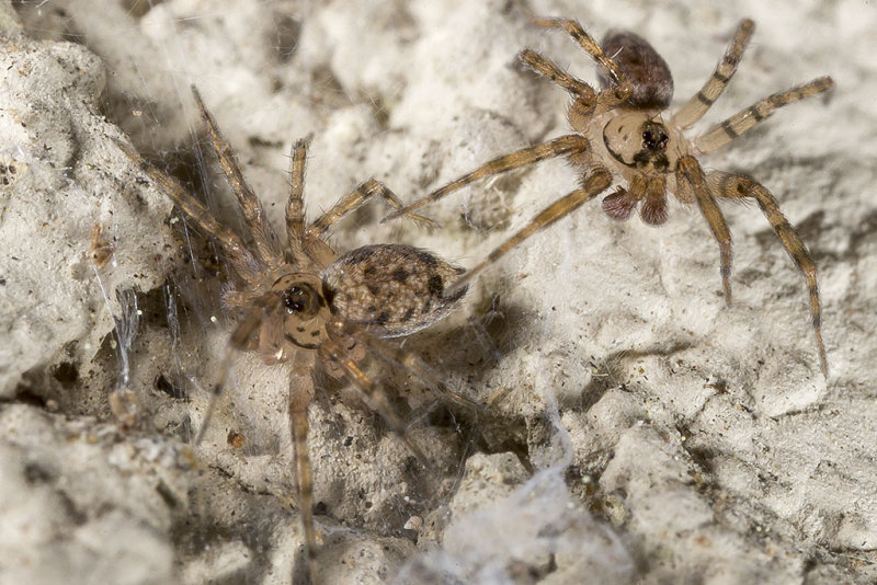 4/25/2016  Wall Spiders (Oecobius navus)