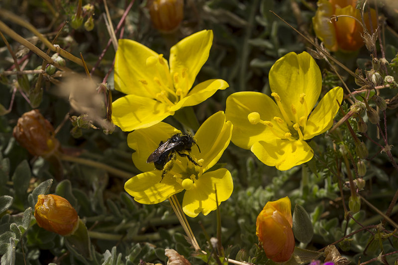 6/17/2016  Bee on Taraxia tanacetifolia (Sierra Valley Evening Primrose, Pinnatifid Sun Cup) Onagraceae