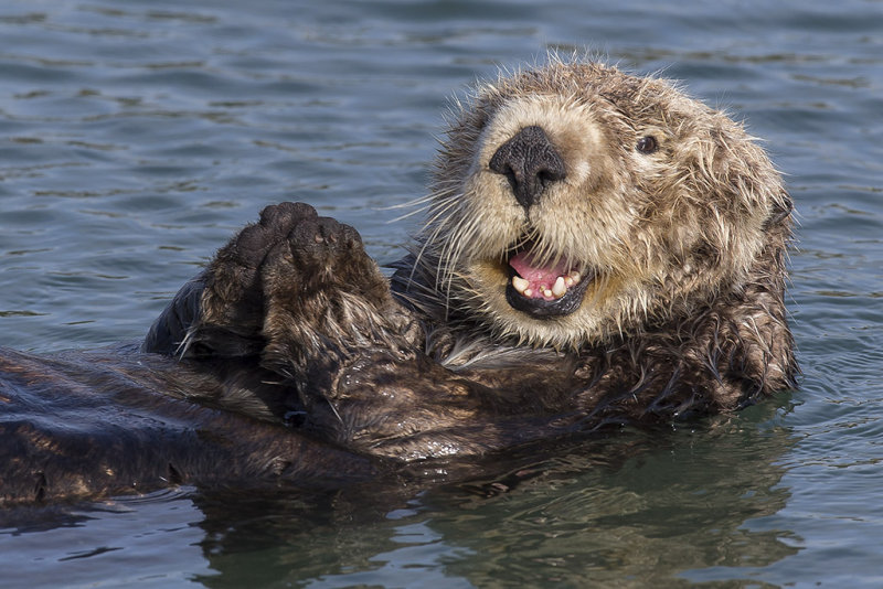 6/28/2016  Sea Otter